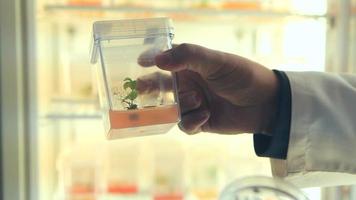pianta nella fauna di vetro. ambiente di laboratorio. analisi e ricerca delle piante in ambiente di laboratorio. video