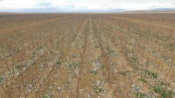 Tree sapling cultivation. Growing tree saplings with professional methods. Many seedlings planted in open field. Saplings planted in the plain. video