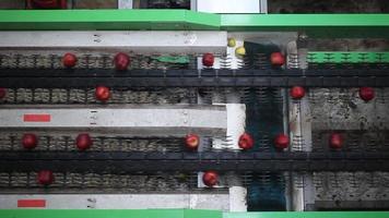 maçãs na linha de produção. maçãs vermelhas avançando em um cinto em uma planta de produção agrícola. video