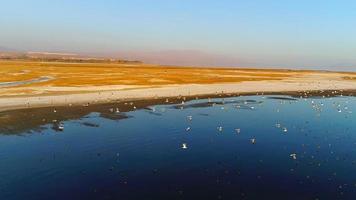 Zugvögel in Zeitlupe. Schwarm Zugvögel, die über den See fliegen. video