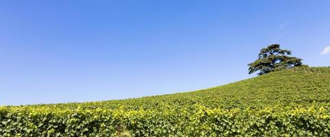 Panoramic countryside in Piedmont region, Italy. Scenic vineyard hill close to Barolo city. photo