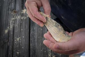 manos sosteniendo filete de salmonete empanado para freír pescado foto