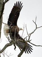 águila calva americana en vuelo foto