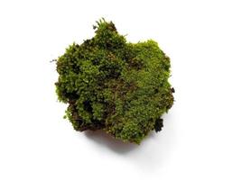 Green moss isolated on white background bright green moss photo