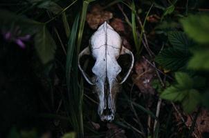 Old dog skull and in the enchanted forest. Dark, mysterious atmosphere. photo