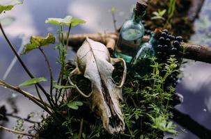 Old dog skull and in enchanted forest. Dark and mysterious atmosphere.