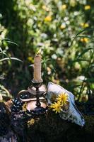 Burning candle and old scull in the enchanted forest. Occult, esoteric concept photo