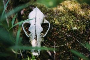 viejo cráneo de perro y en el bosque encantado. atmósfera oscura y misteriosa. foto