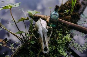 Old dog skull and in enchanted forest. Dark and mysterious atmosphere. photo