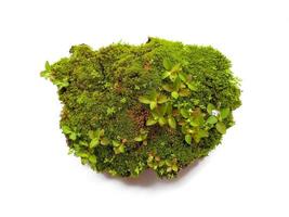 Moss texture background green moss isolated on white background photo