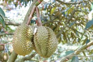 durians en el árbol de durian en un huerto orgánico de durian. foto