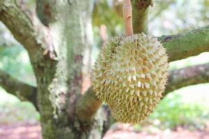 durians en el árbol de durian en un huerto orgánico de durian. foto