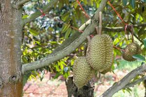 durians on the durian tree in an organic durian orchard. photo