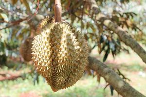 durians en el árbol de durian en un huerto orgánico de durian. foto