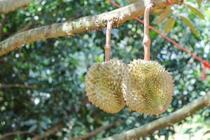 durians en el árbol de durian en un huerto orgánico de durian. foto