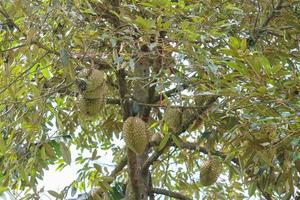 durians en el árbol de durian en un huerto orgánico de durian. foto