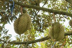 durians on the durian tree in an organic durian orchard. photo