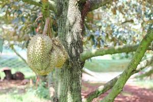 durians en el árbol de durian en un huerto orgánico de durian. foto