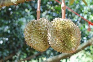 durians on the durian tree in an organic durian orchard. photo