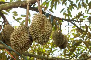 durians on the durian tree in an organic durian orchard. photo