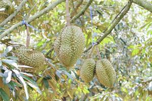 durians on the durian tree in an organic durian orchard. photo