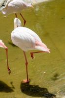 Pink Greater Flamingos, Ruber Phoenicopterus, in the water, Camargue, France. Fallen flamingos clean the wildlife scene from nature. photo