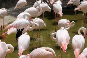 Flamingos in a pond in a zoo in Thailand intended for people to visit and gain knowledge about foreign animals photo