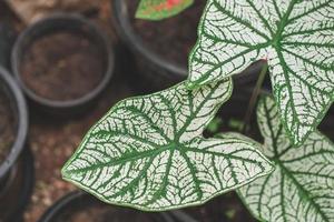 Minimal tropical leaves houseplant home photo