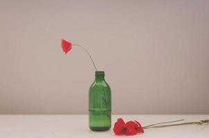 minimalism one red poppy in a green glass vase on a beige background photo