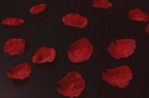 delicate red poppy flower petals laid out in a pattern photo