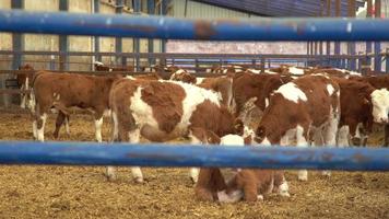 Calves in a fattening farm.  Collective view of the calves in the fattening farm. video