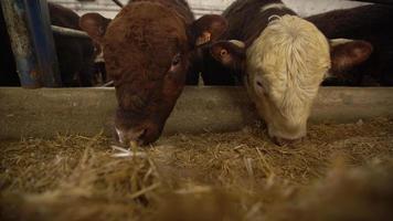 fazenda de engorda de carne, gado comendo ração. close-up de gado com feno na frente deles. o gado está comendo. alimentação do gado. video