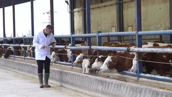 veterinär, gödningsgård, kalvkontroll. veterinären kollar kalvarna på boskapsgården och antecknar tabletten. video