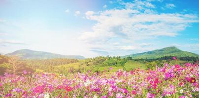flor de primavera campo rosa colorido cosmos flor que florece en el hermoso jardín flores en la colina paisaje montaña