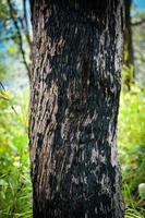 quema de árboles después de un incendio forestal quemando corteza de carbón de pino en el bosque tropical foto