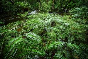 planta tropical helecho bosque naturaleza verde planta selva selva tropical helecho árbol con corriente río foto