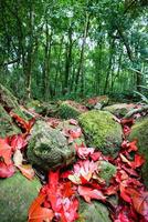 hojas de arce rojo en la roca en la corriente de agua con hojas de musgo verde cambio de color bosque de otoño foto