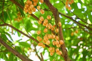 rambeh fruit cuelga en el árbol de rambeh fruta tropical en tailandia, rambi fresco y maduro en el verano foto