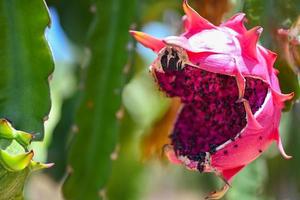 dragon fruit on the dragon fruit tree waiting for the harvest in the agriculture farm at asian, pitahaya plantation dragon fruit in thailand  in the summer photo