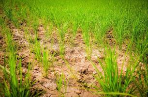 Arid green rice field Cracked ground dry land during the dry season in rice field photo