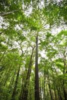 Tall tree in the jungle scenic view of green tree large in the forest photo