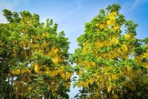 árbol de lluvia dorada flor amarilla hermoso colgar en rama árbol de lluvia dorada y cielo azul foto