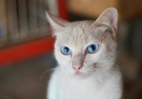 Cute white Kitten cat blue eyes - selective focus photo