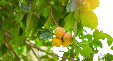Santol fruit on summer in Thailand , ripe santol on the santol tree tropical fruit photo