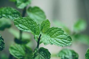 hoja de menta en el fondo del jardín, hojas de menta fresca en una naturaleza hierbas verdes o verduras alimentos menta foto