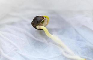 Cannabis Seedling on tissue wet for planting , close up Sprout Cannabis seeds , Hemp seeds , Marijuana seed. THC CBD photo