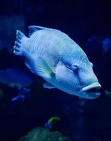 Humphead maori wrasse fish Napoleon fish swimming marine life underwater ocean photo