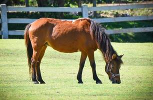 Brown horse grazing green grass on bright day with fence stable horse in field countryside photo