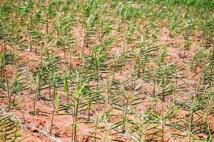 Ginger root on ground field, nature ginger plant tree cultivate planting on soil agriculture farm , Growing ginger with leaf photo