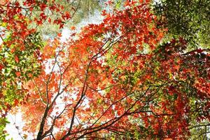 Red maple leaf on maple tree colorful season autumn in the forest leaves color change scenery view